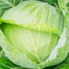 Golden Acre Cabbage 50 Seeds Non-Gmo Cabbage Seeds Fresh Heirloom Garden Home Garden Seeds