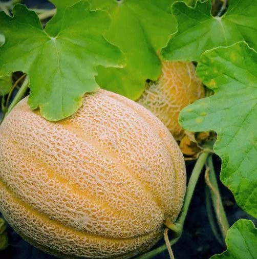 Hales Best Jumbo Melon 25 Seeds Nongmo Cantaloupe Muskmelon Home Garden Seeds