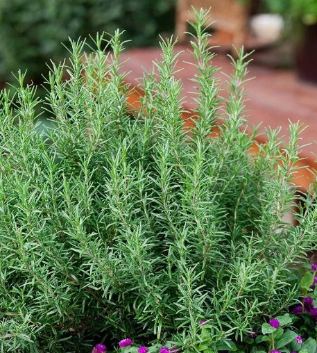 Rosemary 50 Seeds Evergreen Shrub Culinary Perennial Garden Container Herb Usa Home Garden Seeds