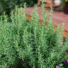 Rosemary 50 Seeds Evergreen Shrub Culinary Perennial Garden Container Herb Usa Home Garden Seeds