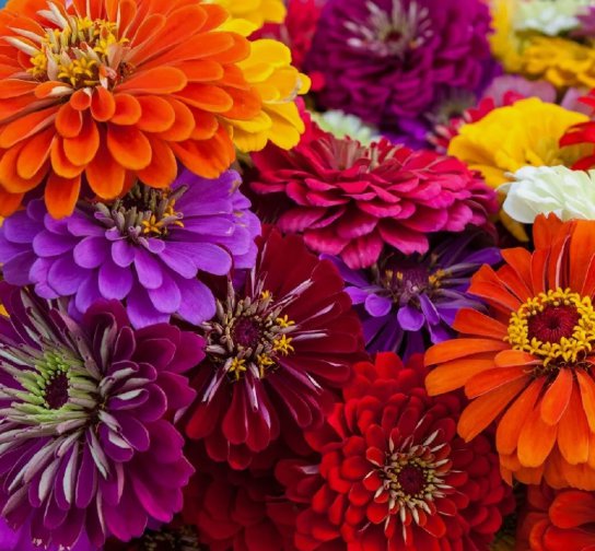California Giant Zinnia Flower 10 Seeds Nongmo Fresh Annual Flower Seeds Home Garden Seeds