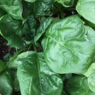 Giant Noble Spinach 75 Seeds Non-Gmo Giant Leaf Heirloom  Home Garden Seeds