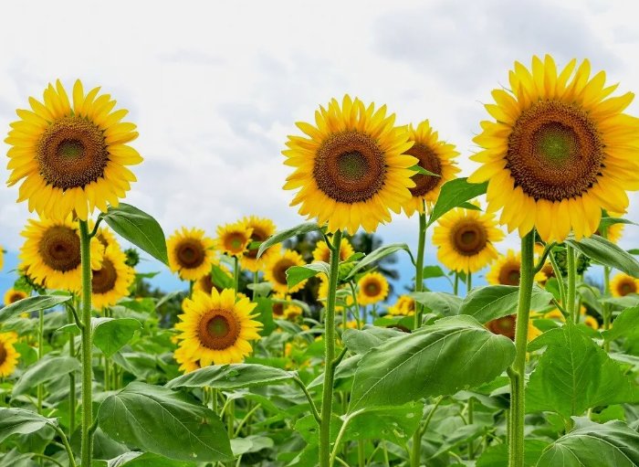 Giant Sunflower 15 Seeds For Planting Heirloom & Non-Gmo High Germination SeedsHome Garden Seeds