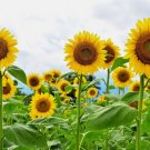 Giant Sunflower 15 Seeds For Planting Heirloom & Non-Gmo High Germination SeedsHome Garden Seeds