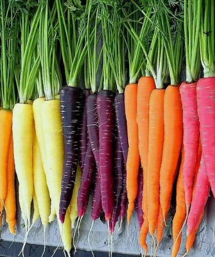 Rainbow Carrot Blend Mix 300 Seeds Colorful Non-Gmo Beta Carotene Vitamin A Home Garden Seeds