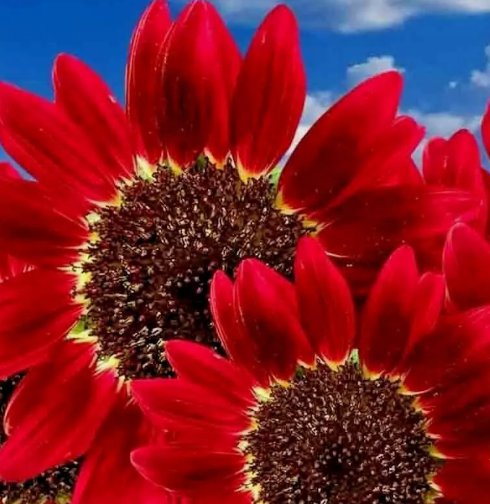 Red Sun Rare Sunflower 75 Seeds Flowers Beautiful Tall Cut Non-Gmo Heirloom UsaHome Garden Seeds