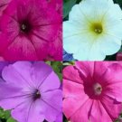 Petunia 2000 Seeds Hummingbird Mix Butterflies Flowers Container Non-Gmo Garden Home Garden Seeds