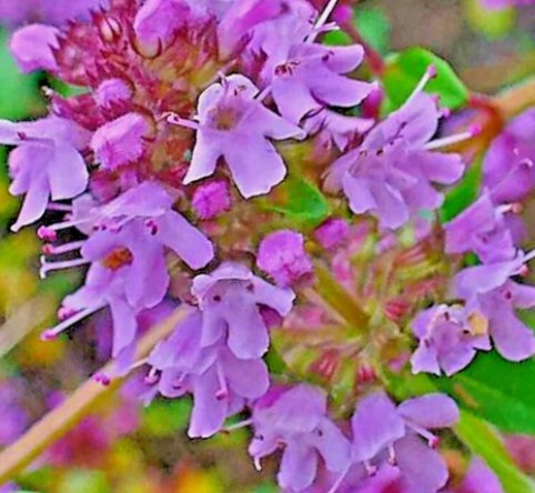 Creeping Thyme 4000 Seeds Purple Groundcover Lawn Herb Drought Arid Perennial Us Home Garden Seeds