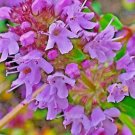 Creeping Thyme 4000 Seeds Purple Groundcover Lawn Herb Drought Arid Perennial Us Home Garden Seeds