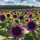 Rare Purple Sunflower 50 Seeds Field ‘Violet Glow’ Stunning Heirloom Home Garden Seeds