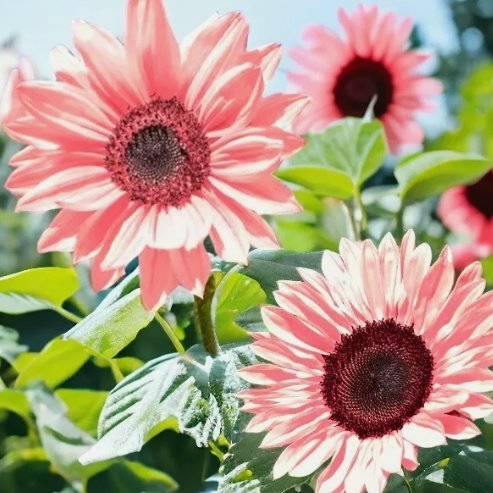 Iris Tectorum Rose Sunflower 50 Seeds NonGMO Heirloom Variety Pink Blooms Home Garden Seeds