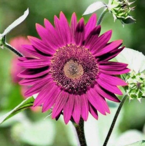 Purple Sunflower 50 Seeds For Planting Non-Gmo Heirloom Garden Home Garden Seeds