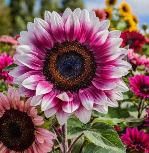 Strawberry Blonde Hybrid Sunflower 50  Seeds Non-Gmo Heirloom VarietyHome Garden Seeds