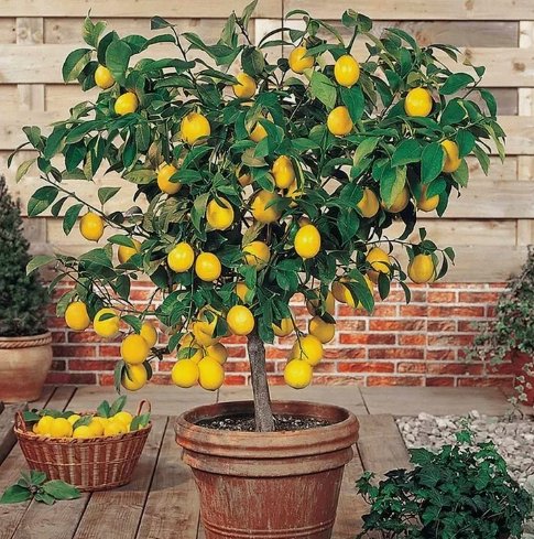 Perfume Lemon 30 Seeds Grow Your Own Delicious Fruit-Bearing Bonsai Tree Home Garden Seeds