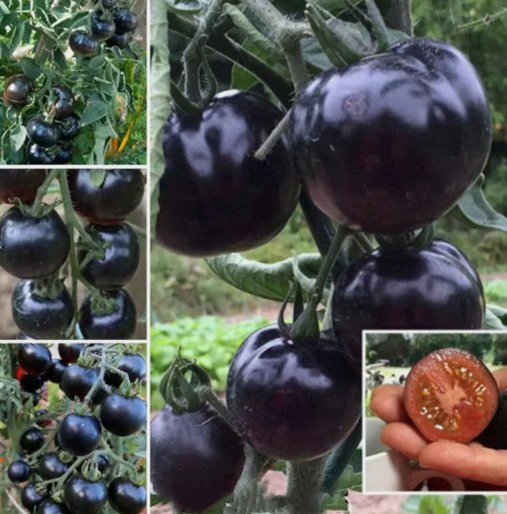 European Black Cherry Tomato 100 Seeds Heirloom Non-GMO Rich Flavor Garden Seeds