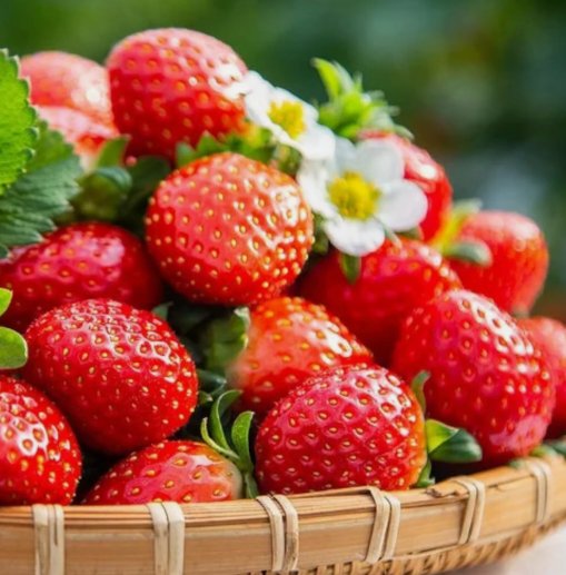 Cream Strawberry 200 Seeds Hardy Perennial Herb, Fall & Spring Planting Garden Seeds