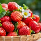 Cream Strawberry 200 Seeds Hardy Perennial Herb, Fall & Spring Planting Garden Seeds