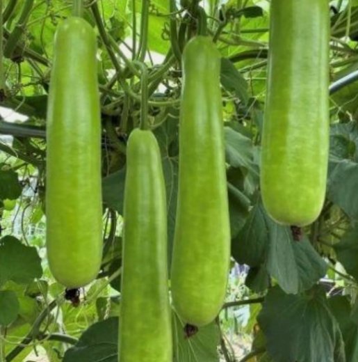Long Bottle Gourd 35 Seeds Non-GMO Calabash Gourd Seeds for Planting Garden Seeds