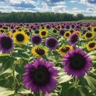 Rare Purple Sunflower 50 Seeds Field ‘Violet Glow’ Stunning Heirloom Garden Seeds