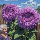 Rare Purple Enchanting Giant 50 Seeds Teddy Bear Sunflower Seeds Garden Seeds