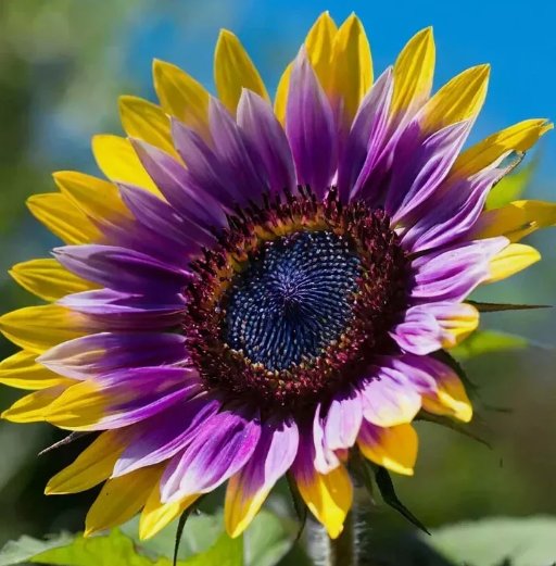Rare Purple Heart Sunflower 50 Seeds &acirc;�� Unique Blooms for a Stunning Garden Garden Seeds