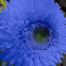 Blue Teddy Bear Sunflower 50 Seeds Stunning Annual Blooms for Your Garden Garden Seeds