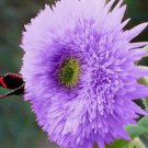 Rare Purple 50 Seeds Teddy Bear Sunflower Seeds for Planting Non-GMO Heirloom Garden Seeds