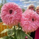 Rare Pink 50 Seeds Giant Teddy Bear Sunflower Seeds Unique Fluffy Blooms Garden Seeds