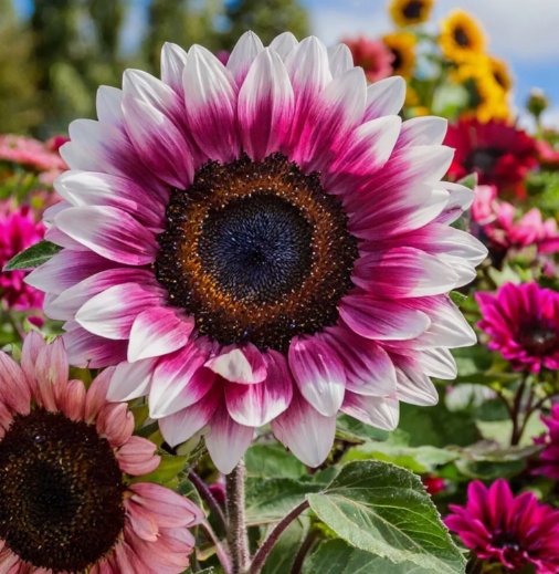 Strawberry Blonde Hybrid Sunflower 50  Seeds Non-GMO Heirloom Variety Garden Seeds