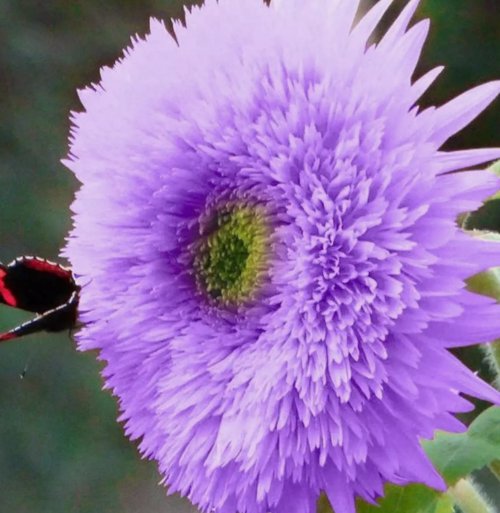 Rare Purple Teddy Bear Sunflower 50 Seeds for Planting Non-GMO Heirloom Garden Seeds