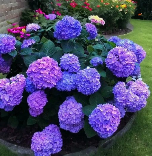 Blue Pink Purple 25 Seeds Hydrangea Beautiful and Hardy Perennial Flowers Garden Seeds