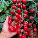 Waterfall Tomato 200 Seeds Heirloom Non-Gmo High-Yield Variety Garden Seeds