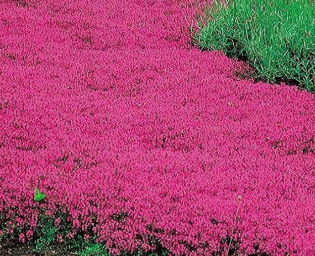 Creeping Thyme Red Groundcover 500 Seeds Perennial Low Herb Fragrant Usa Non-Gmo Garden Seeds
