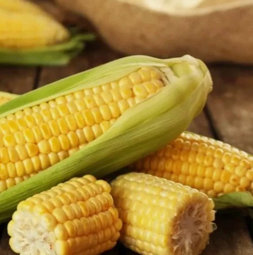 Golden Bantam Corn Heirloom 50 Seeds Non-GMO Open-Pollinated Sweet Garden Seeds