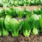 'All Year Round' Chinese Cabbage 1000 Seeds Heirloom & Organic Non-GMO Garden Seeds