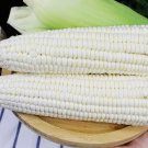 Sweet White Corn 50 Seeds Heirloom Sweet Open-Pollinated Non-GMO Garden Seeds
