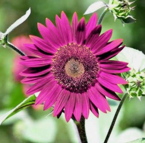 Purple Sunflower 50 Seeds For Planting - Non-Gmo Heirloom Garden Garden Seeds