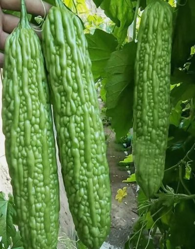 Green Skin Long Bitter Gourd 10 Seeds Bitter Melon Seeds Ku Gua Asian Vegies Usa Garden Seeds