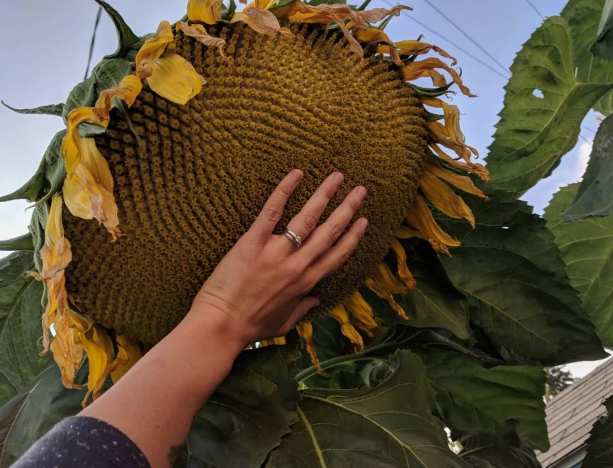 Mammoth Grey Stripe Sunflower 50 Seeds Huge Giant Large Sunflowers Fresh Garden Seeds