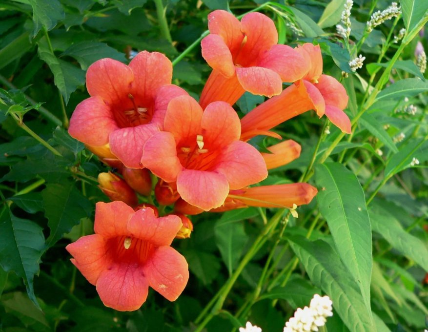 Hummingbird 70 Seeds Trumpet Creeper Vine Campsis Radicans Flower Seeds Garden Seeds