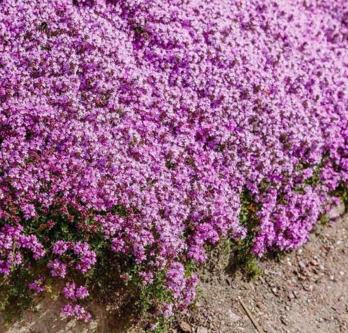 Creeping Thyme 1000 Seeds(Thymus Serpyllum) Perennial & Purple Groundcover Garden Seeds