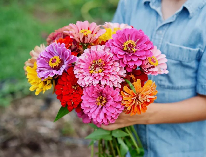 California Giant Zinnia Flower Mix 100 Seeds ~ Heirloomseedguy ~ 2025 ~ Nongmo Garden Seeds
