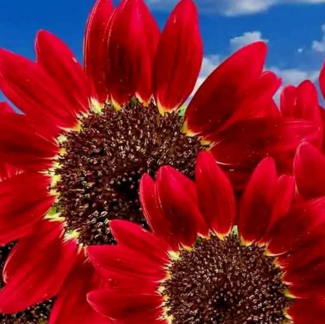 Red Sun Rare Sunflower 75 Seeds Flowers Beautiful Tall Cut Non-Gmo Heirloom  Seeds