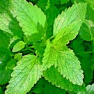 Lemon Balm Citronella Perennial 1500 Seeds Mosquito Insect Repellent Non Gmo Us Garden Seeds