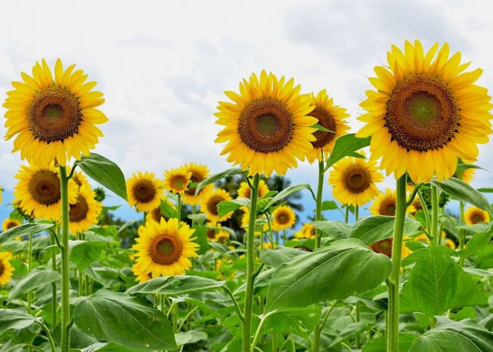 Giant Sunflower 15 Seeds For Planting Heirloom & Non-Gmo High Germination Seeds Garden Seeds