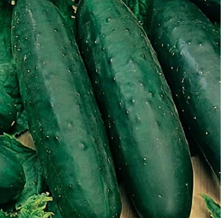 Marketmore 76 Cucumber 10 Seeds Non-Gmo Cucumber Seeds Heirloom Garden Seeds Garden Seeds