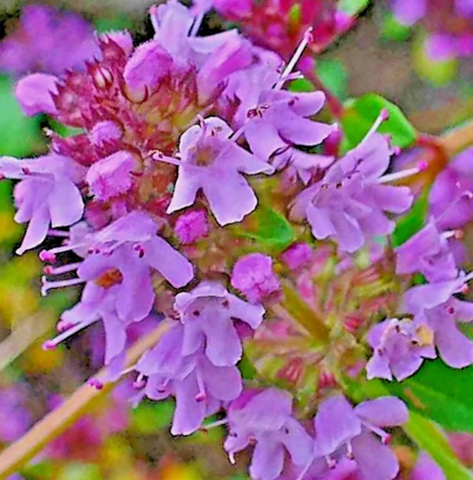 Creeping Thyme 4000 Seeds Purple Groundcover Lawn Herb Drought Arid Perennial Garden Seeds