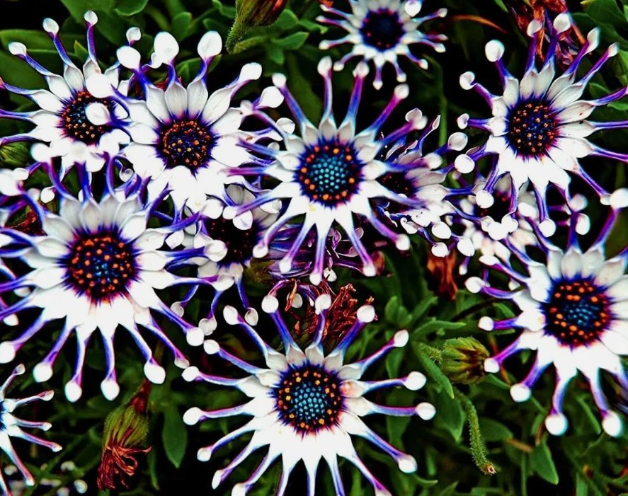 Osteospermum Mix 20 Seeds Spider Daisy Cool Flowers Grow Your Own Rare Garden Seeds