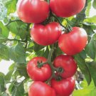 Beefsteak Heirloom Tomato 100 Seeds Non-Gmo Slicing Tomato Garden Seeds