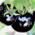 European Black Cherry Tomatoes 75 Seeds Sweet Tasty Heirloom Nongmo Rare Juicy Garden Seeds